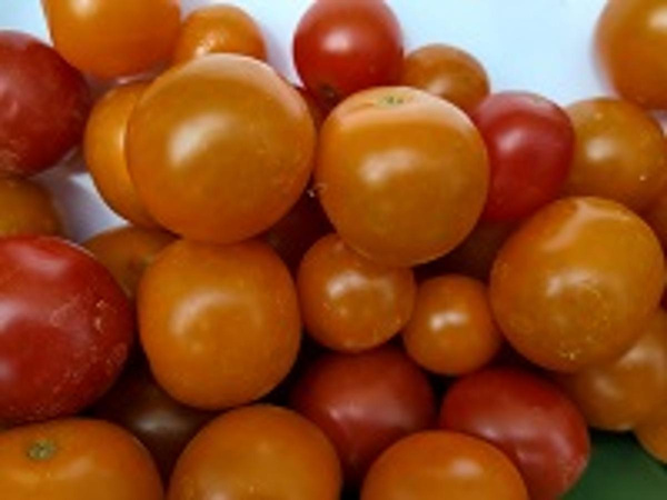 Produktfoto zu Cocktailtomaten MIX, rot und gelb
