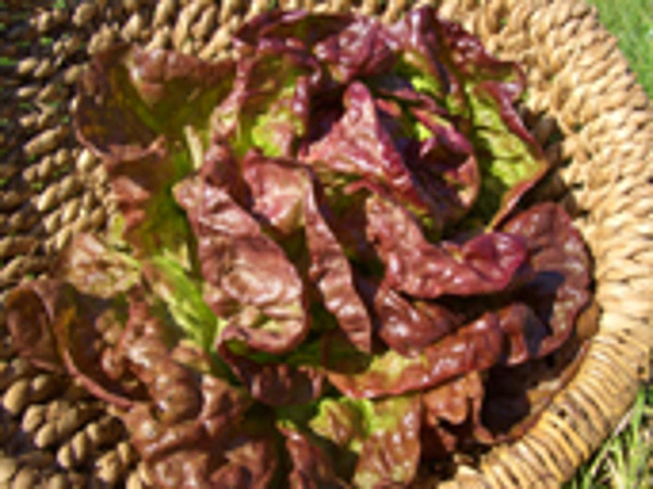 Produktfoto zu Kopfsalat-ROT
