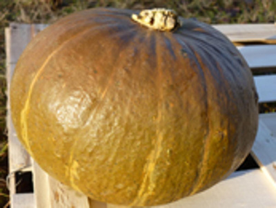 Produktfoto zu Grüner Hokkaido-Kürbis