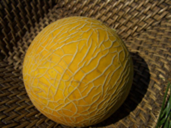 Produktfoto zu Honigmelonen, Galia