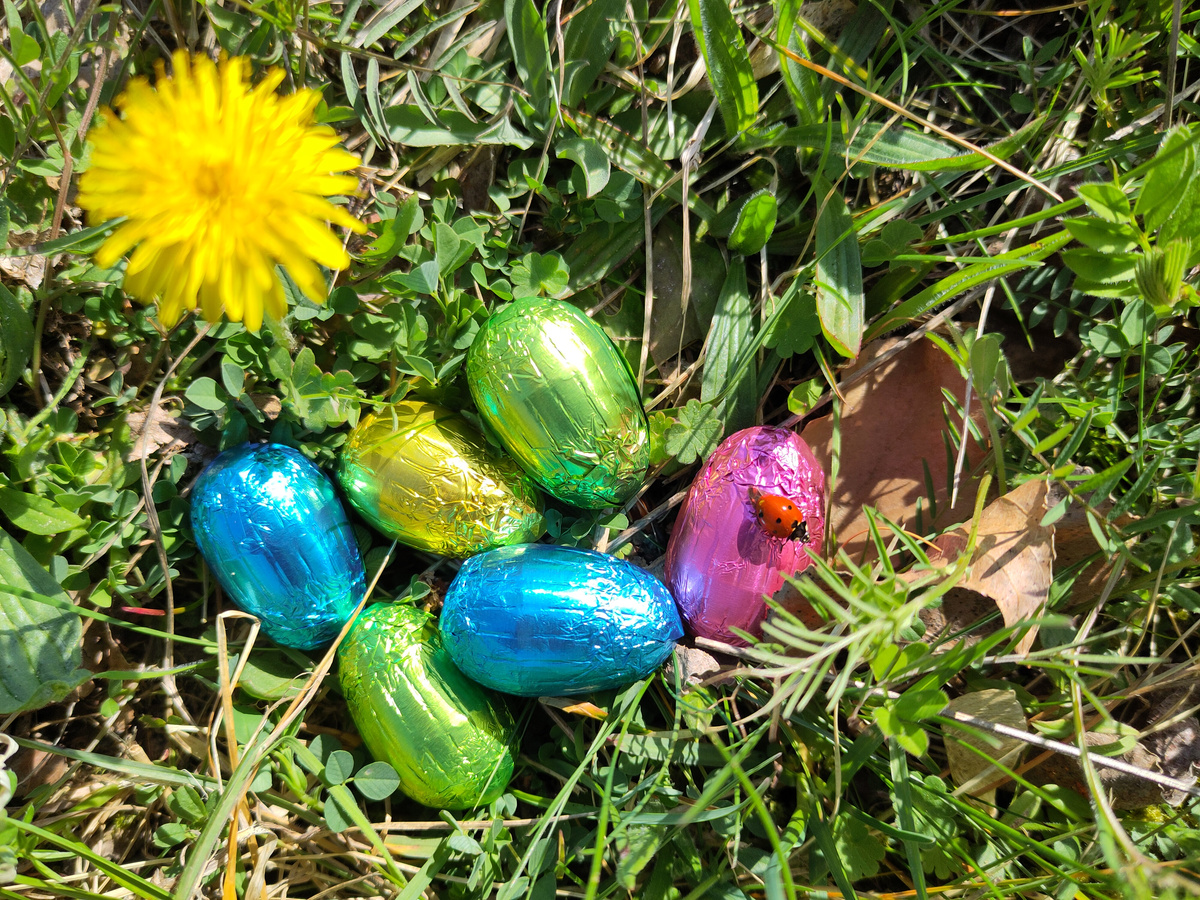 KI generiert: Bunte Schokoeier in Alufolie und ein Marienkäfer auf Gras neben einer gelben Blume.