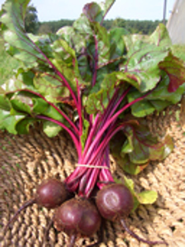Produktfoto zu Bund Rote Bete/Gelbe Bete
