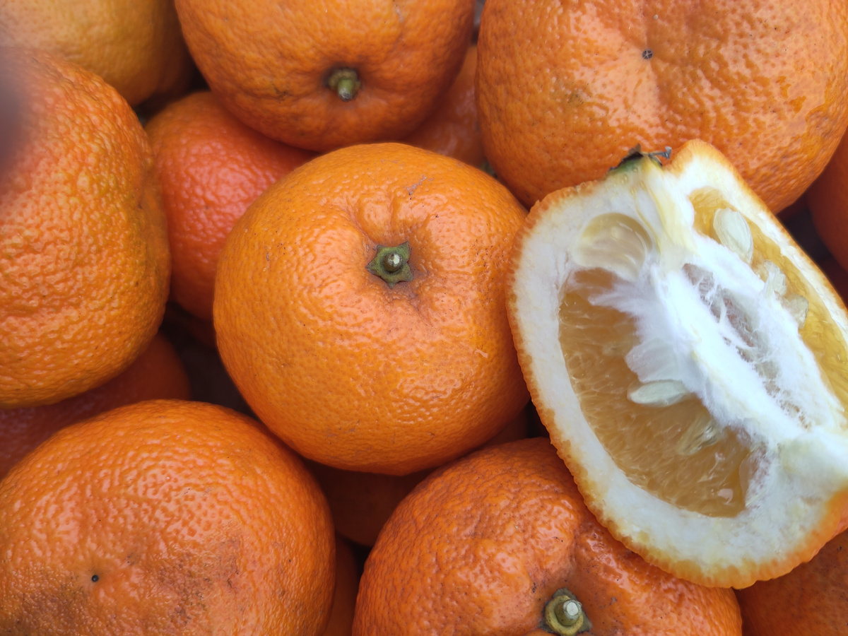 Saisonale Spezialität: Bitterorangen