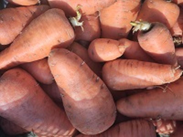 Produktfoto zu Oxhella Möhren