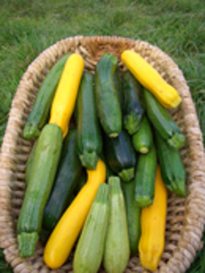 Produktfoto zu Zucchini - Mix gelb grün gestreift