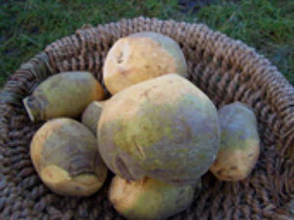 Produktfoto zu Steckrübe, samenfest