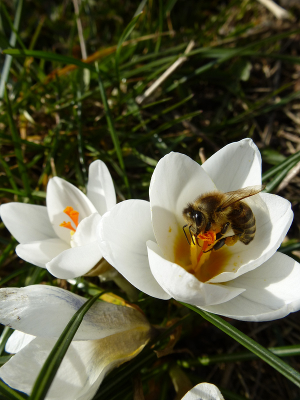 KI generiert: Eine Biene sammelt Pollen auf einer weißen Blume im Sonnenschein.