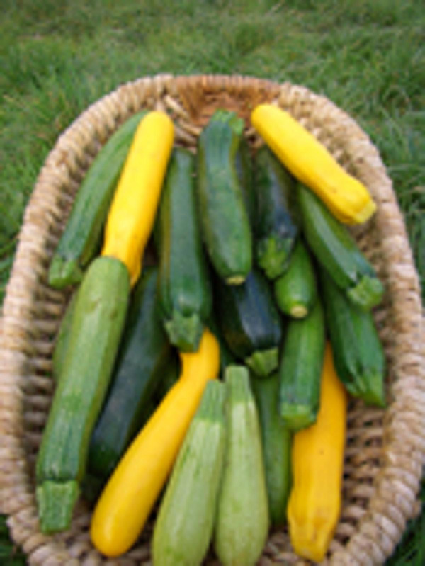 Produktfoto zu Zucchini - Mix gelb grün gestreift
