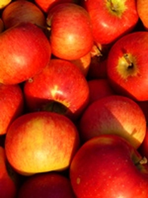 Produktfoto zu Apfel Rubinola