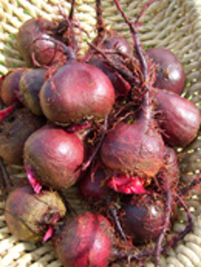 Produktfoto zu Rote Bete, samenfest
