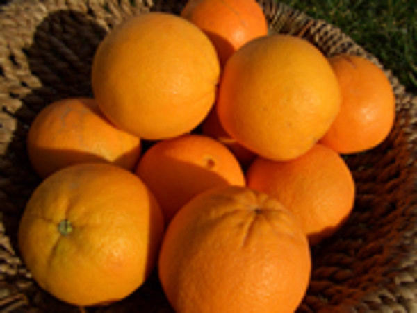 Produktfoto zu Orangen