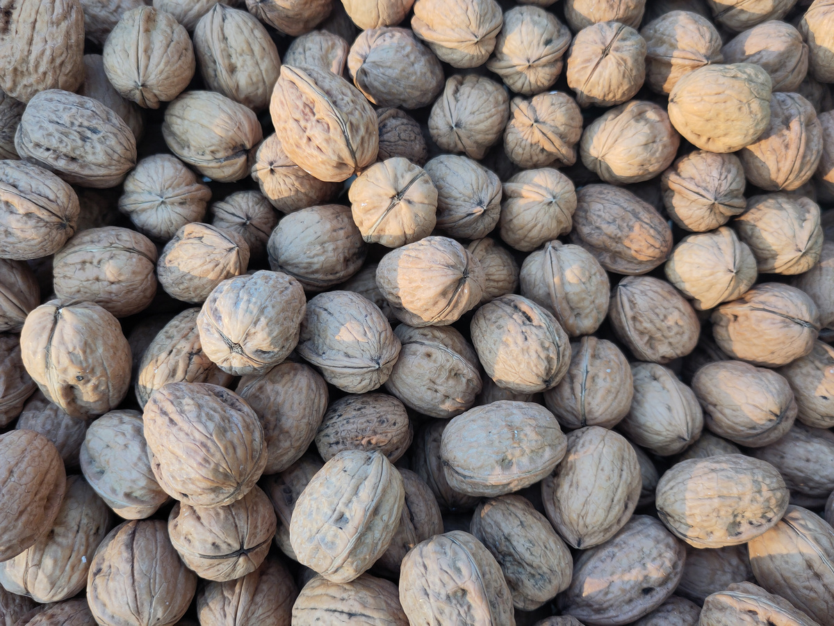 KI generiert: Eine Menge Walnüsse in ihrer Schale.
