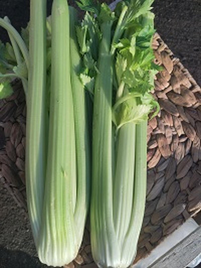 Produktfoto zu Stangensellerie