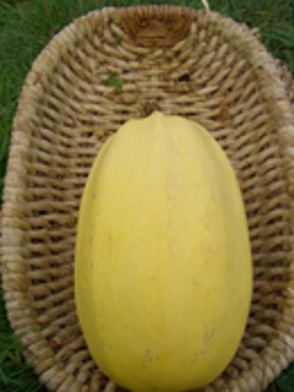 Produktfoto zu Spaghetti-Kürbis