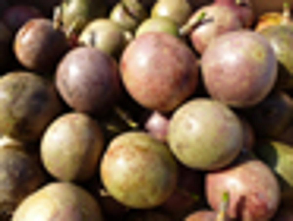 Produktfoto zu Maracuja, rot