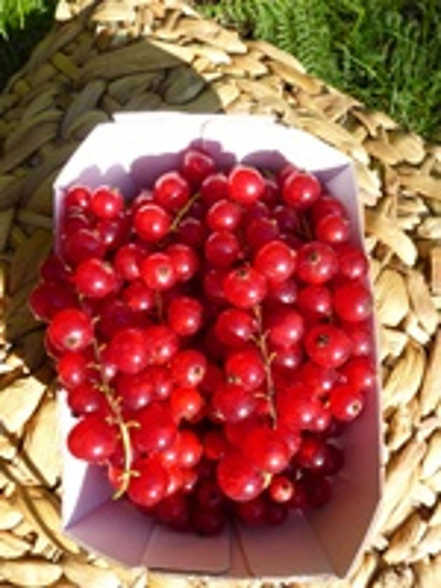 Produktfoto zu Johannisbeeren rot 250g