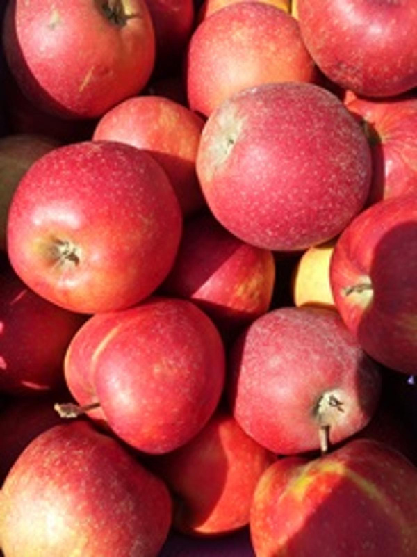 Produktfoto zu Apfel Red Jonaprince