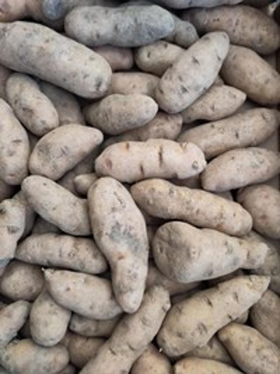 Produktfoto zu Kartoffel - Bamberger Hörnchen, Delikatesskartoffeln