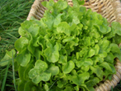 Produktfoto zu Eichblattsalat grün