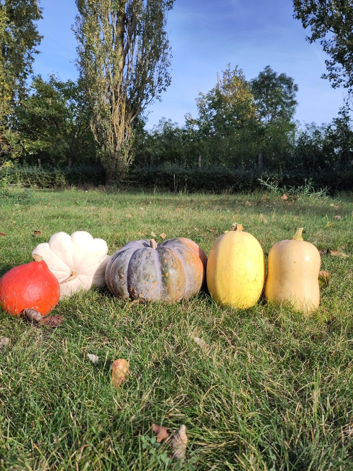 KI generiert: Verschiedene Kürbisse in einer Reihe auf einer Wiese mit Bäumen im Hintergrund.