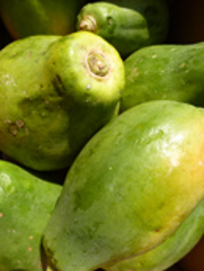 Produktfoto zu Papaya