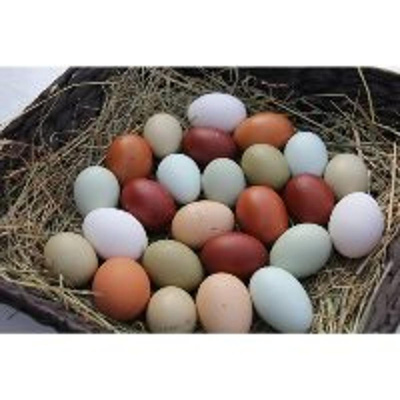 Produktfoto zu BUNTE Eier, 6 Stück S-XL