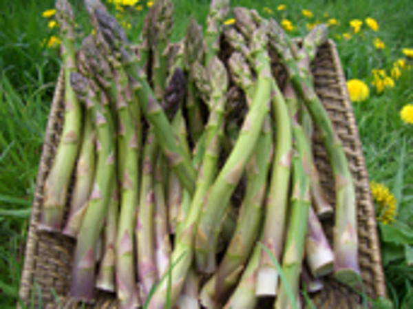 Produktfoto zu Grüner Spargel 12-16mm, Bund 400g