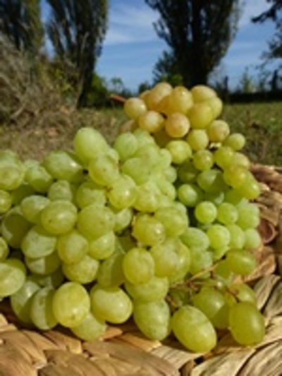 Produktfoto zu Traube weiß ,kernlos