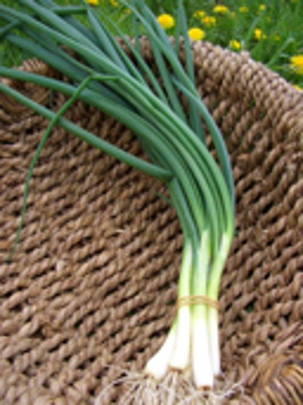 Produktfoto zu Lauchzwiebeln