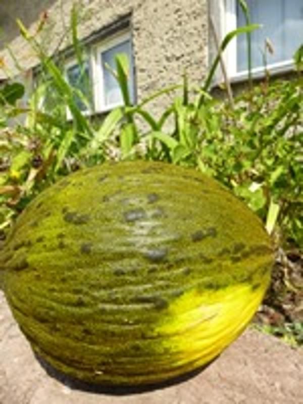 Produktfoto zu Honigmelone Piel de Sapo