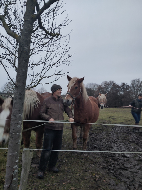 KI generiert: Ein Mann steht neben Pferden auf einer matschigen Weide, ein weiterer Mann geht im Hintergrund.
