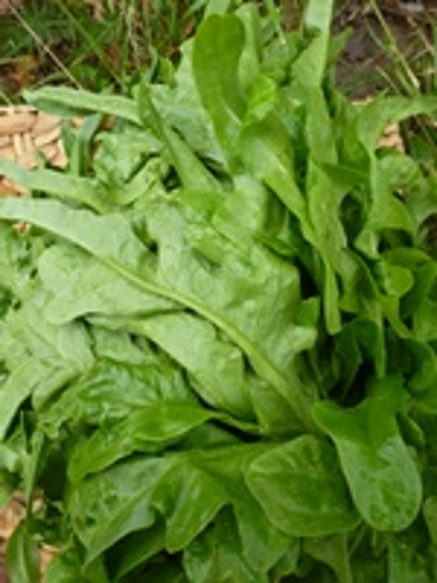 Produktfoto zu Cerbiatta-Salat