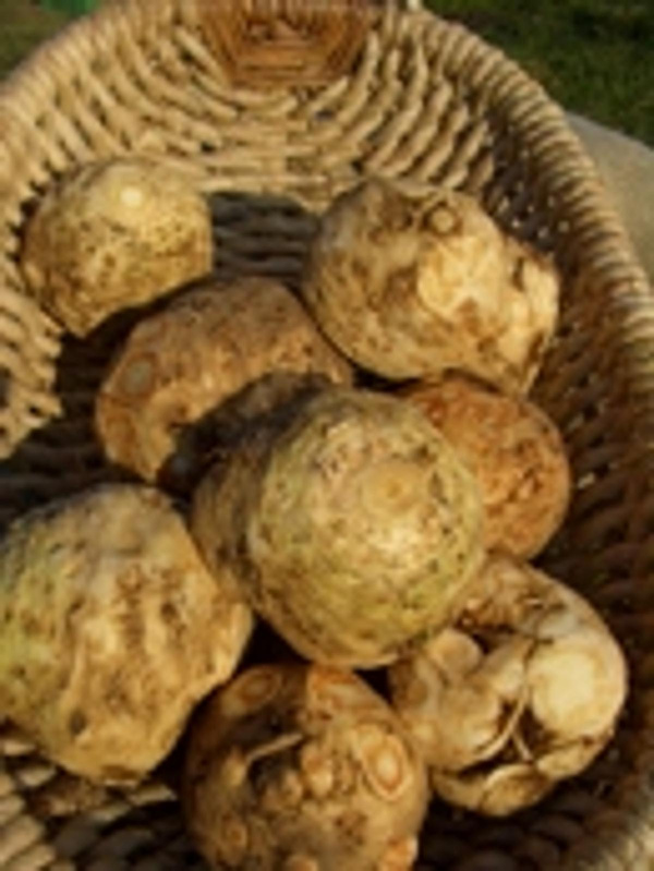 Produktfoto zu Sellerie, Knolle, samenfest