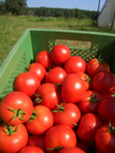 Produktfoto zu Tomaten