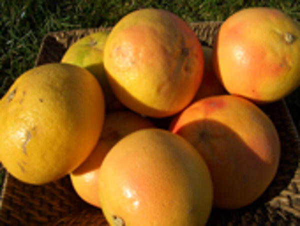 Produktfoto zu Rote Grapefruit, Stückpreis