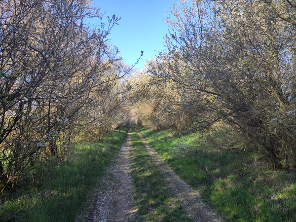 KI generiert: Ein schmaler Pfad durch blühende Büsche unter klarem blauem Himmel.