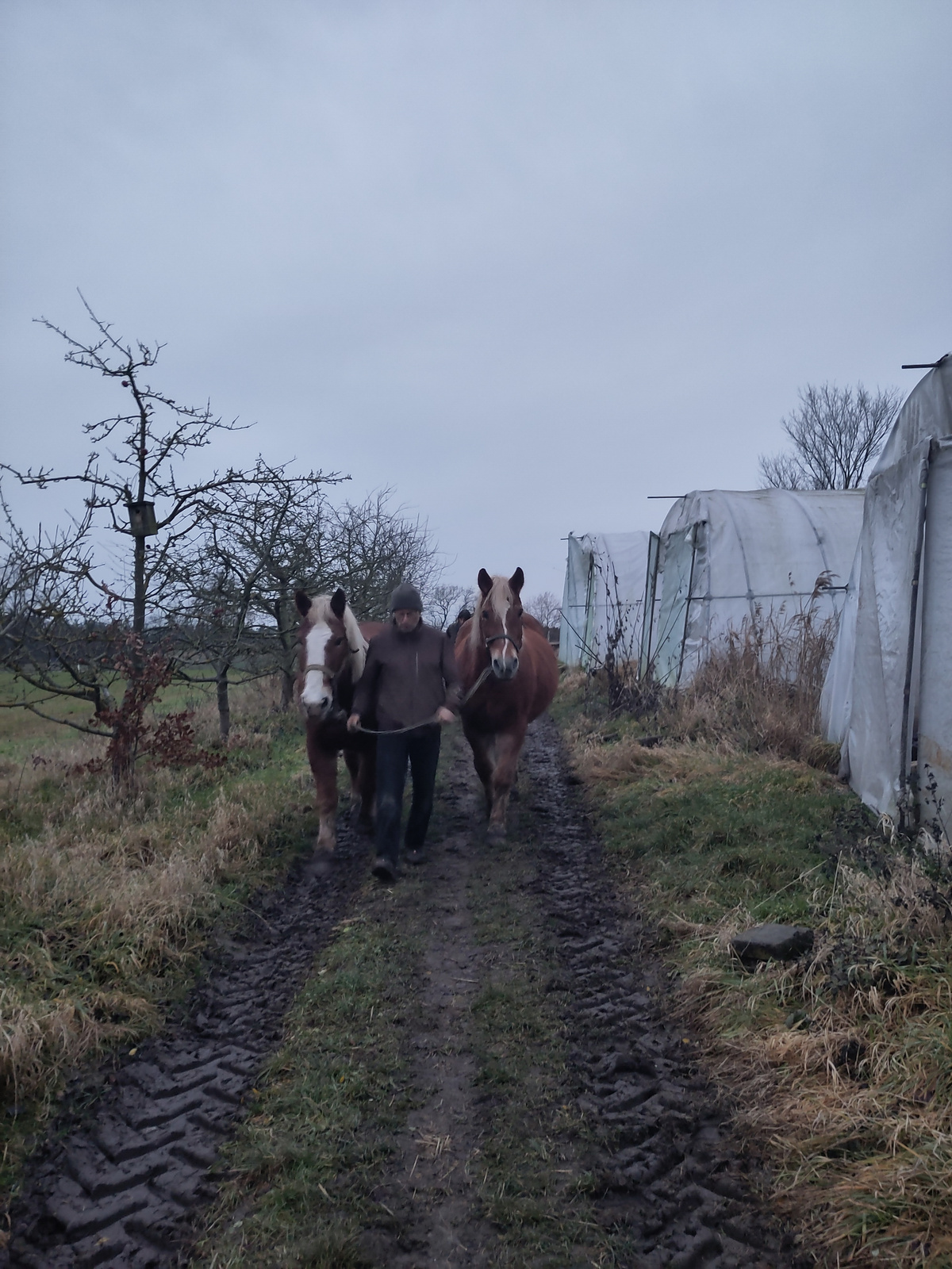 KI generiert: Ein Mensch führt zwei Pferde auf einem schlammigen Weg entlang.