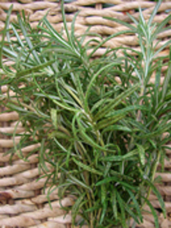 Produktfoto zu Rosmarin, Bund, befindet sich in Umstellung auf Bio 1. Jahr