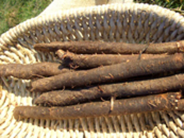 Produktfoto zu Schwarzwurzeln