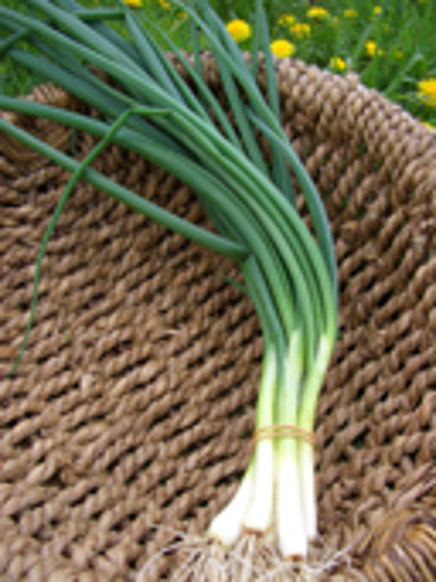 Produktfoto zu Lauchzwiebeln