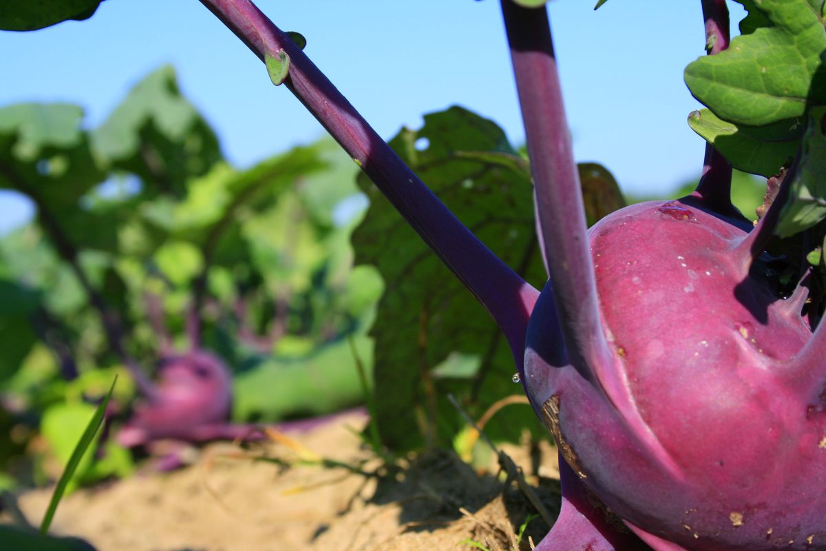 KI generiert: Lila Kohlrabi wächst im Feld, umgeben von grünen Blättern.
