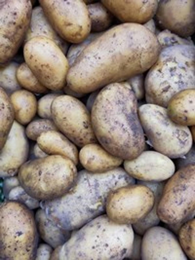 Produktfoto zu Kartoffel Lea fk