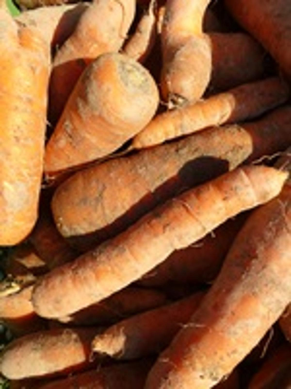 Produktfoto zu Möhren Almas Garten