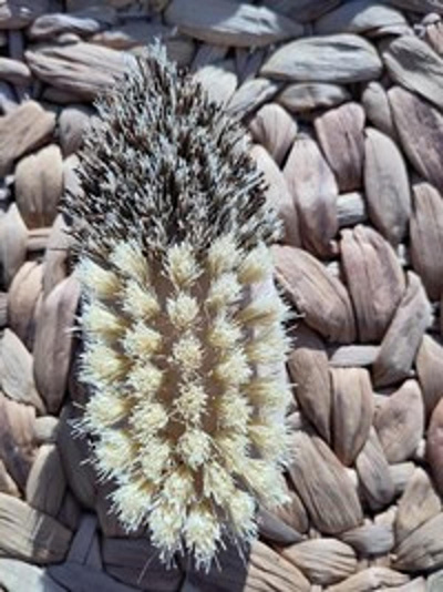 Produktfoto zu Gemüsebürste, 140x58mm