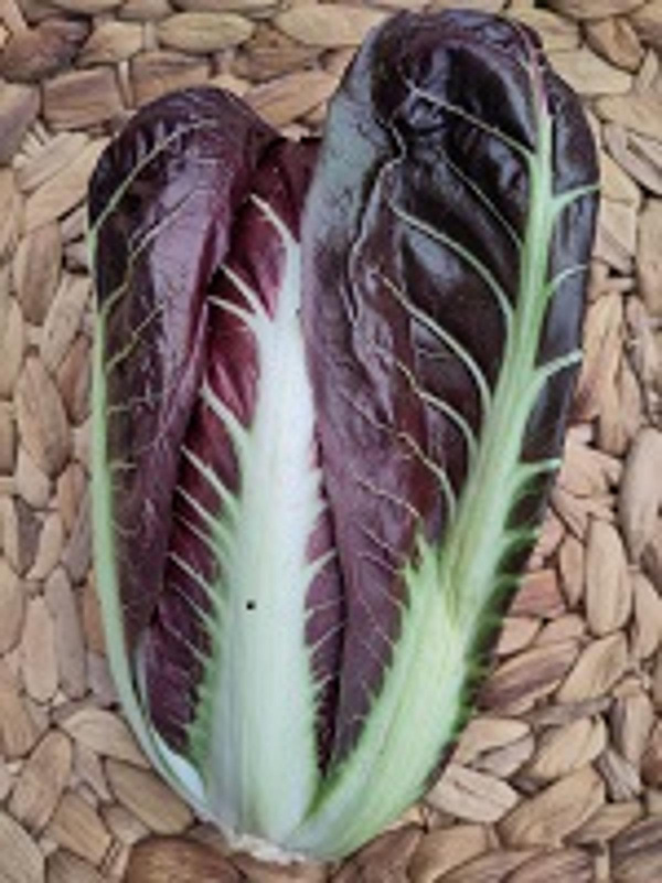 Produktfoto zu Treviso - längliche Radicchio