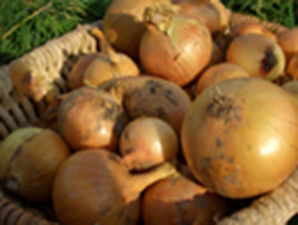 Produktfoto zu Gelbe Zwiebeln, neue Ernte