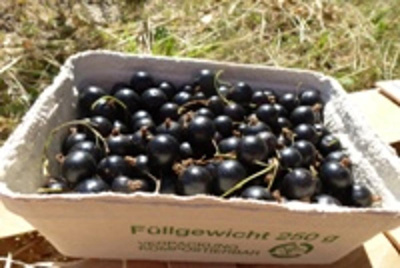 Produktfoto zu SCHWARZE Johannisbeere 250g