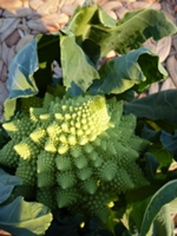 Produktfoto zu Romanesco