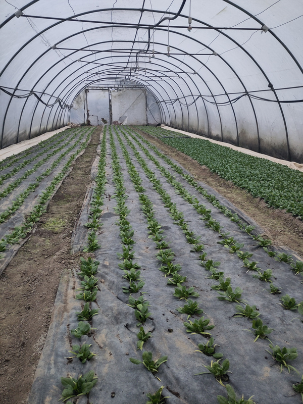 KI generiert: Ein Gewächshaus mit Reihen von grünen Pflanzen.