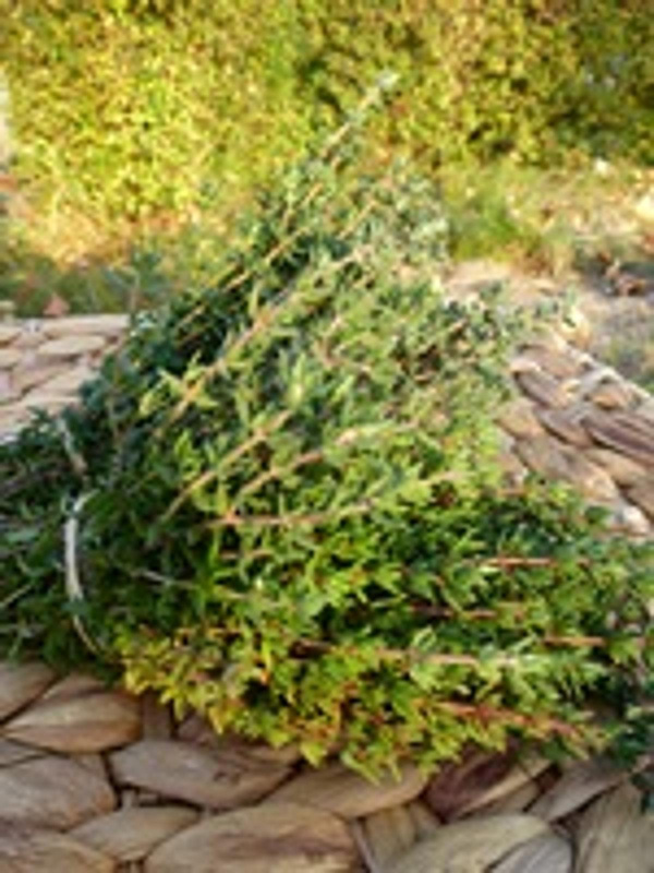 Produktfoto zu Thymian